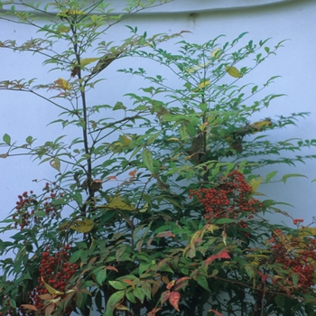 Nandina domestica '' (033964)