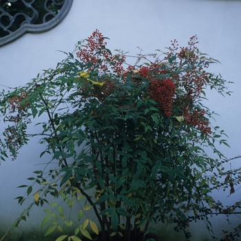 Nandina domestica '' (033965)