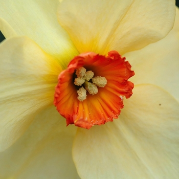 Narcissus 'Bandesara' (033973)