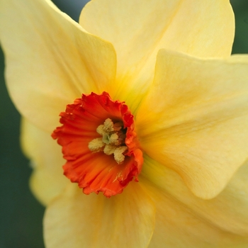 Narcissus 'Bandesara' (033974)