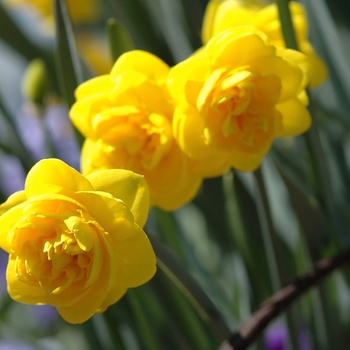 Narcissus 'Brindabella' (033986)