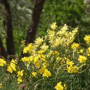 Narcissus 'Chit Chat' (033999)