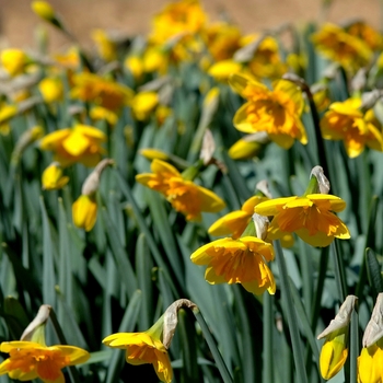 Narcissus 'Colorama' (034004)