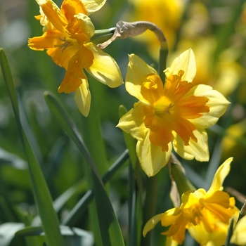 Narcissus 'Congress' (034006)