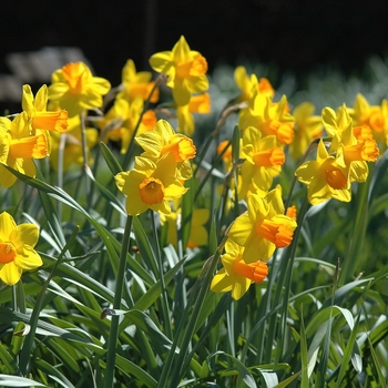 Narcissus 'Demmo' (034012)