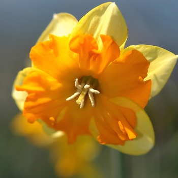 Narcissus 'Equation' (034013)