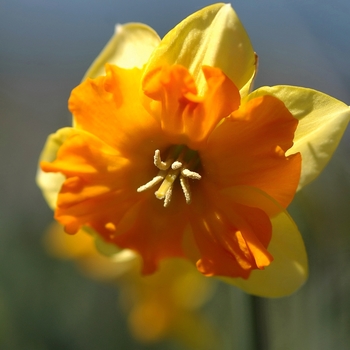 Narcissus 'Equation' (034014)