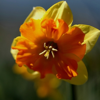 Narcissus 'Equation' (034015)