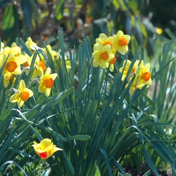 Narcissus 'Falstaff' (034021)