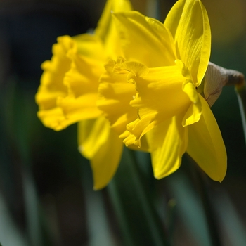 Narcissus 'Gold Beach' (034034)