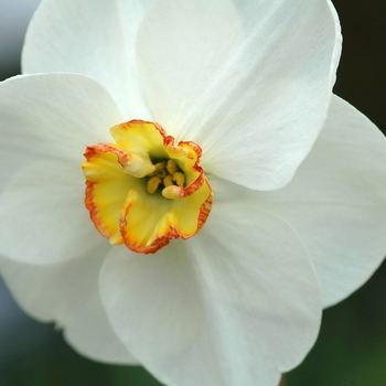 Narcissus 'La Paloma' (034053)