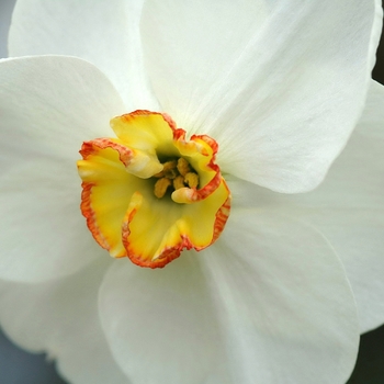 Narcissus 'La Paloma' (034054)