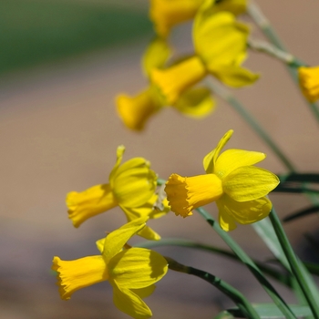 Narcissus 'Larkwhistle' (034058)