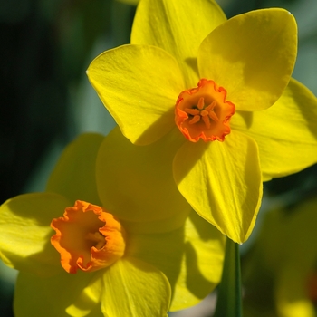 Narcissus 'Loch Hope' (034063)