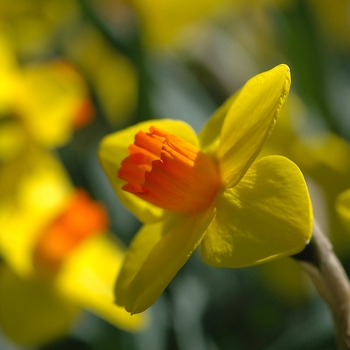 Narcissus 'Loch Hope' (034064)