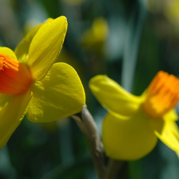 Narcissus 'Loch Hope' (034067)