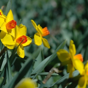 Narcissus 'Loch Hope' (034068)