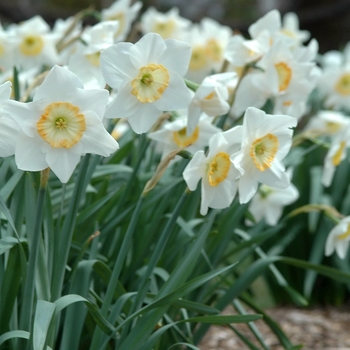 Narcissus 'Manon Lescaut' (034071)