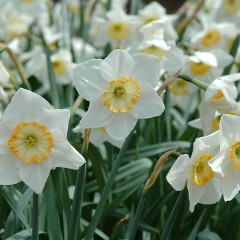 Narcissus 'Manon Lescaut' (034072)