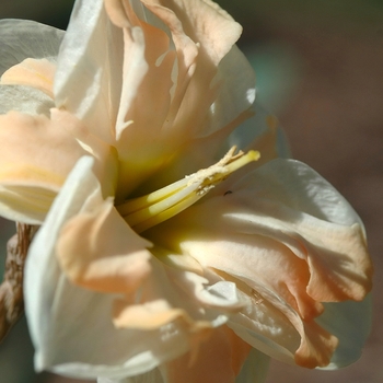 Narcissus 'Mary Gay Lirette' (034075)