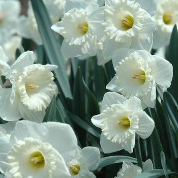 Narcissus 'Mount Hood' (034086)