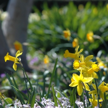 Narcissus 'Peeping Tom' (034099)