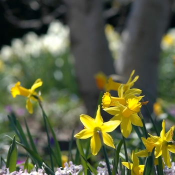 Narcissus 'Peeping Tom' (034100)