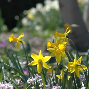 Narcissus 'Peeping Tom' (034101)