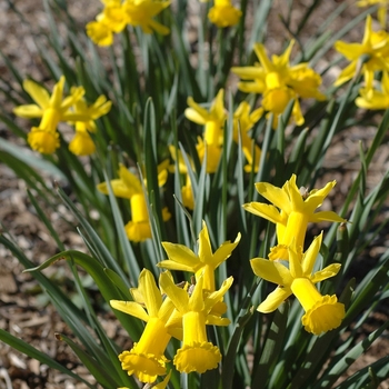 Narcissus 'Peeping Tom' Daffodil from Garden Center Marketing