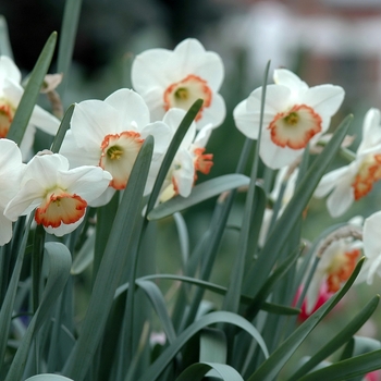 Narcissus 'Peripheral Pink' (034104)