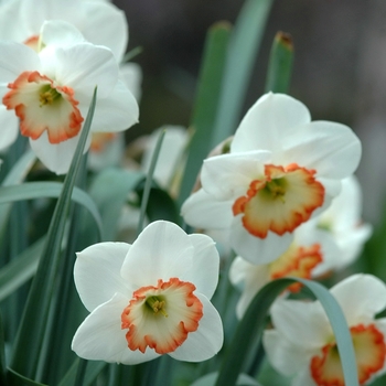 Narcissus 'Peripheral Pink' (034105)