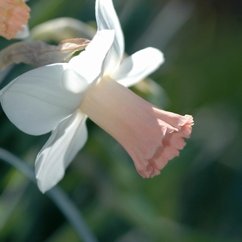 Narcissus 'Pink Silk' (034113)