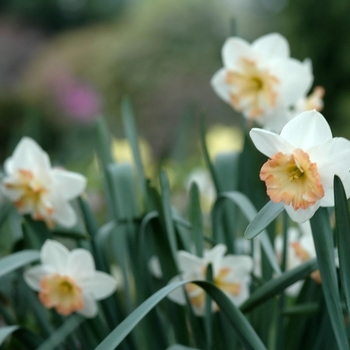 Narcissus 'Pink Sparkler' (034115)