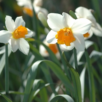 Narcissus 'Poets Dream' (034120)