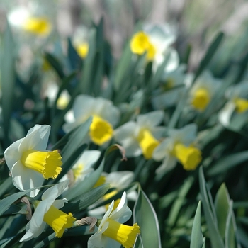 Narcissus 'Pops Legacy' (034121)