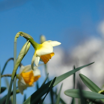 Narcissus 'Pops Legacy' (034122)