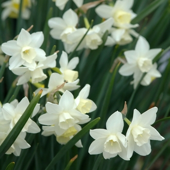 Narcissus 'Pueblo' (034133)