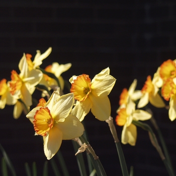 Narcissus 'Red Aria' (034135)