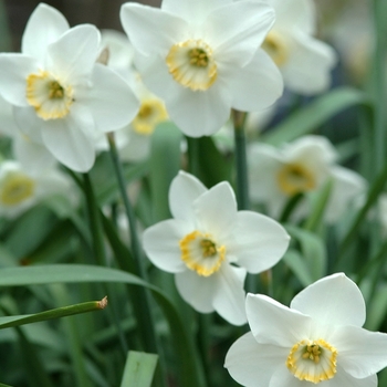 Narcissus 'Rimmon' (034137)