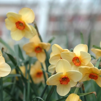 Narcissus 'Sabine Hay' (034145)