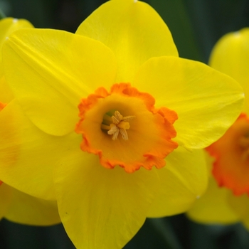 Narcissus 'Sportsman' (034158)