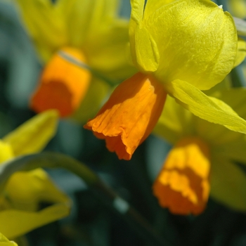 Narcissus 'Straight Arrow' (034160)