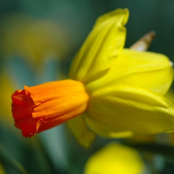 Narcissus 'Straight Arrow' (034161)