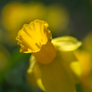 Narcissus 'Swift Arrow' (034164)