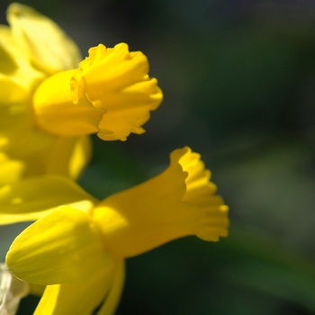 Narcissus 'Swift Arrow' (034165)