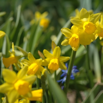 Narcissus 'Tete-a-Tete' (034167)