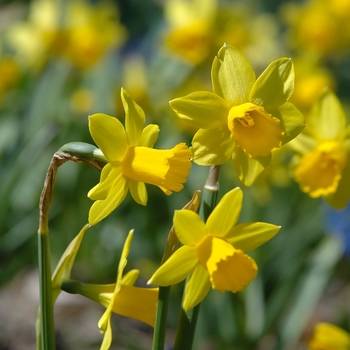 Narcissus 'Tete-a-Tete' (034168)