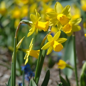 Narcissus 'Tete-a-Tete' (034169)