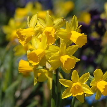 Narcissus 'Tete-a-Tete' (034170)