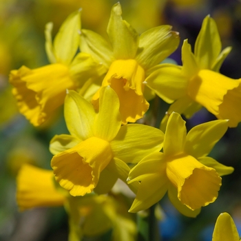 Narcissus 'Tete-a-Tete' (034171)